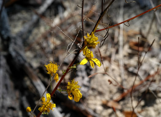 image of Balduina angustifolia, Sandhill Honeycomb-head, Sandhill Balduina