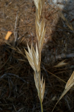 fruit of Bromus catharticus var. catharticus, Rescue Grass