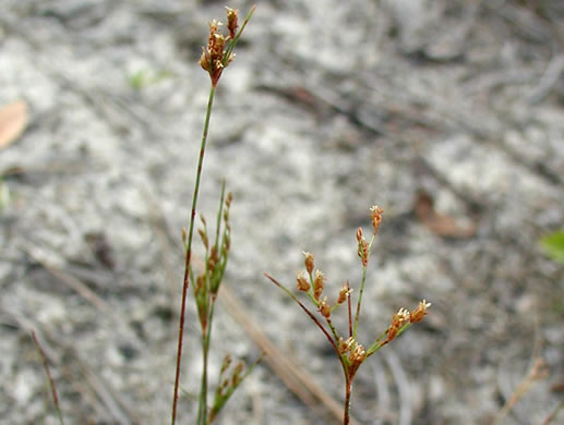 image of Bulbostylis ciliatifolia, Savannah Hairsedge, Capillary Hairsedge