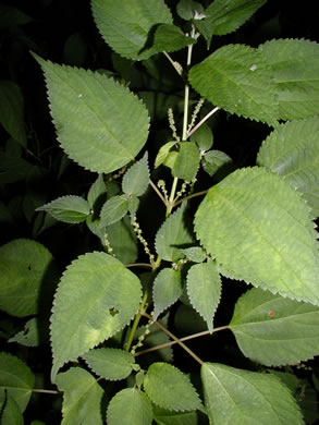 Boehmeria cylindrica, False Nettle, Swamp-nettle