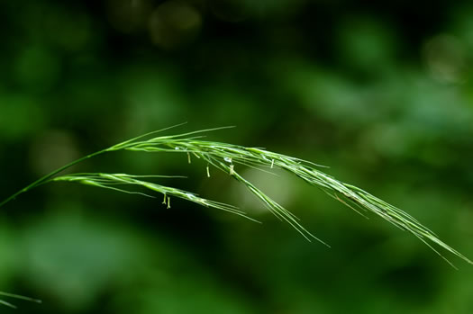 panicle