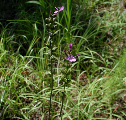 image of Buchnera floridana, Savanna Bluehearts, Florida Bluehearts, Buchnera