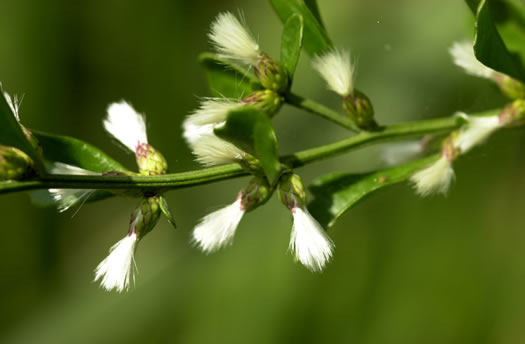 image of Baccharis glomeruliflora, Silverling, Sessile-flowered Groundsel-tree