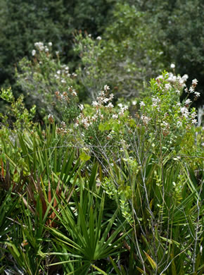 image of Bejaria racemosa, Tarflower, Flycatcher