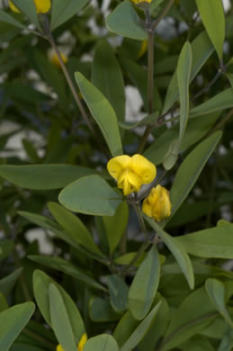 image of Baptisia lanceolata var. lanceolata, Gopherweed, Lanceleaf Wild Indigo