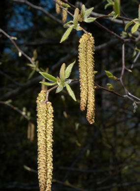 image of Betula lenta var. lenta, Sweet Birch, Cherry Birch, Black Birch, "Mahogany"