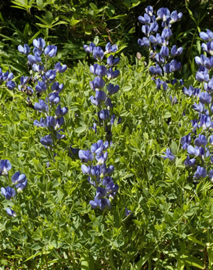image of Baptisia aberrans, Eastern Prairie Blue Wild Indigo, Glade Wild Indigo, Glade Blue Wild Indigo, Glade Blue Baptisia