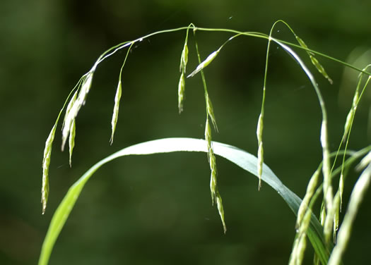 image of Bromus pubescens, Hairy Woodland Brome, Common Eastern Brome, Canada Brome
