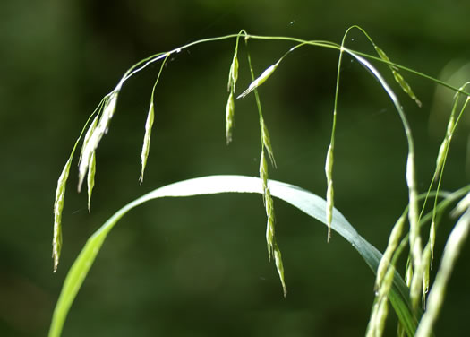 panicle