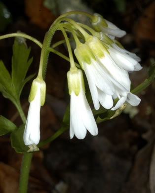 sepals or bracts of Cardamine angustata, Eastern Slender Toothwort