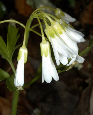 image of Cardamine angustata, Eastern Slender Toothwort