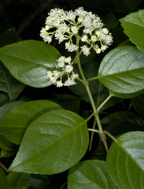 image of Hydrangea barbara, Climbing Hydrangea, Woodvamp, Decumaria, Decumary