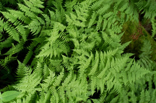 image of Dryopteris campyloptera, Mountain Woodfern