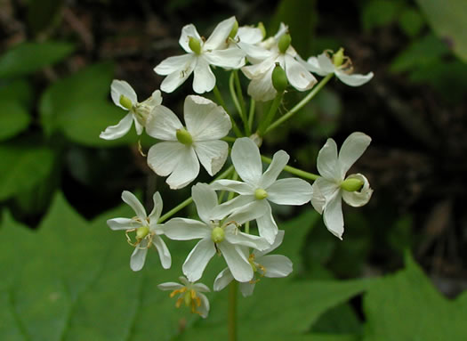 image of Diphylleia cymosa, Umbrella-leaf, Pixie-parasol