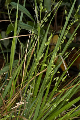 image of Dichanthelium depauperatum, Starved Witchgrass
