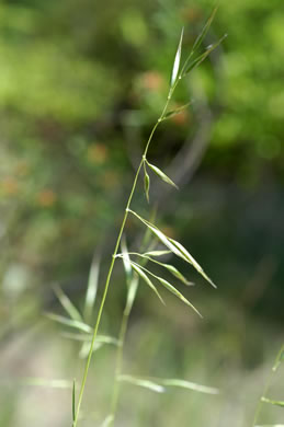 image of Danthonia epilis, Bog Oatgrass