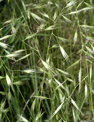 image of Danthonia epilis, Bog Oatgrass