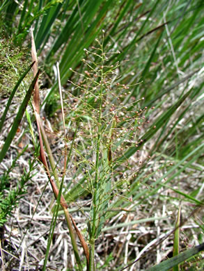 image of Dichanthelium erectifolium, Erectleaf Witchgrass, Erectleaf Panicgrass