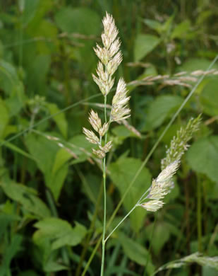 image of Dactylis glomerata, Orchard Grass