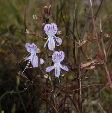 image of Dicerandra linearifolia +, coastal plain balm