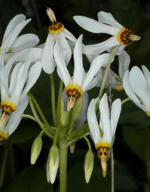 image of Primula meadia, Eastern Shooting Star