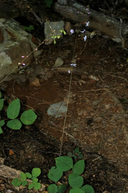 image of Hylodesmum nudiflorum, Naked Tick-trefoil, Naked-flowered Tick Trefoil, Woodland Tick-trefoil