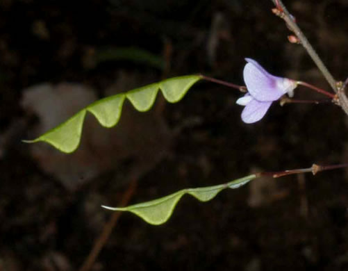image of Hylodesmum nudiflorum, Naked Tick-trefoil, Naked-flowered Tick Trefoil, Woodland Tick-trefoil