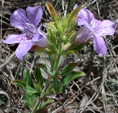 image of Dyschoriste oblongifolia, Blue Twinflower, Pineland Dyschoriste, Oblong Twinflower