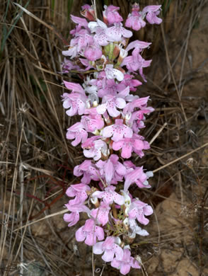image of Dicerandra odoratissima, Rose Dicerandra, Rose Balm, Harper’s Scrub-balm