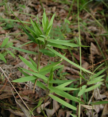 image of Dichanthelium oligosanthes, Few-flowered Witchgrass, Heller's Witchgrass