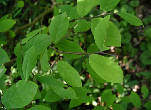 image of Dirca palustris, Eastern Leatherwood, Leatherbark, Wicopee, Rope-bark