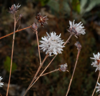 image of Dalea pinnata var. pinnata, Summer Farewell, Eastern Prairie-clover