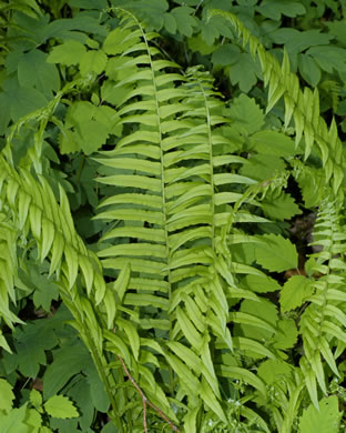 image of Diplaziopsis pycnocarpa, Glade Fern