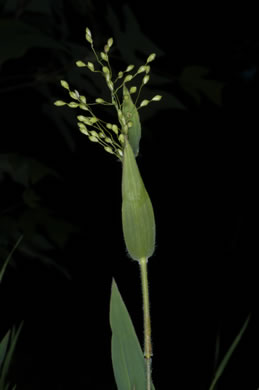 image of Dichanthelium ravenelii, Ravenel's Witchgrass