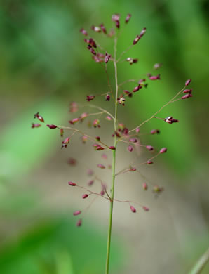 spikelet