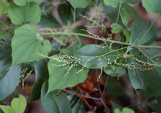 image of Dioscorea villosa, Common Wild Yam, Streamhead Yam, Yellow Yam