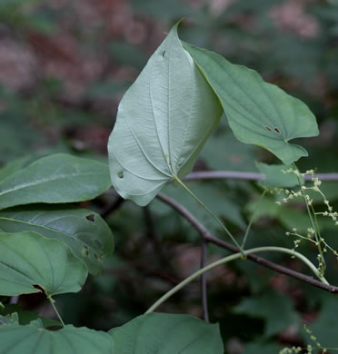 image of Dioscorea villosa, Common Wild Yam, Streamhead Yam, Yellow Yam