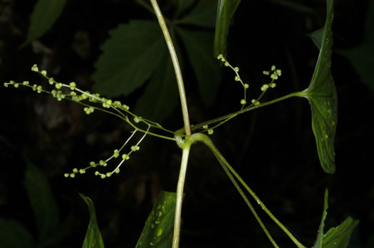image of Dioscorea villosa, Common Wild Yam, Streamhead Yam, Yellow Yam