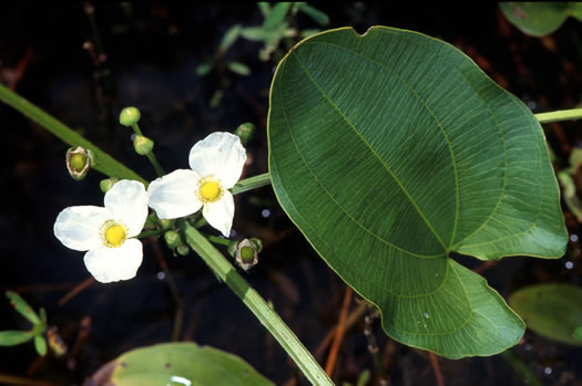 Echinodorus cordifolius, Creeping Burhead, Creeping Water-plantain