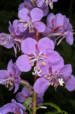 Chamaenerion angustifolium ssp. circumvagum, Great Willowherb, Fireweed