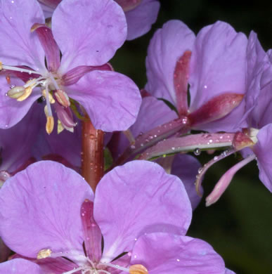 image of Chamaenerion angustifolium ssp. circumvagum, Great Willowherb, Fireweed