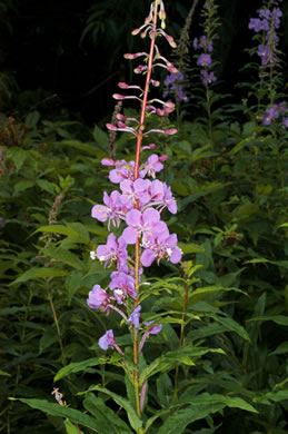 image of Chamaenerion angustifolium ssp. circumvagum, Great Willowherb, Fireweed