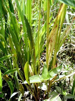 leaf or frond of Eryngium aquaticum, Marsh Eryngo