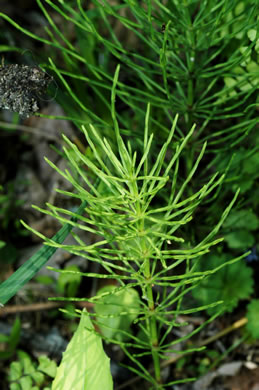image of Equisetum arvense, Field Horsetail, Bottlebrush Horsetail