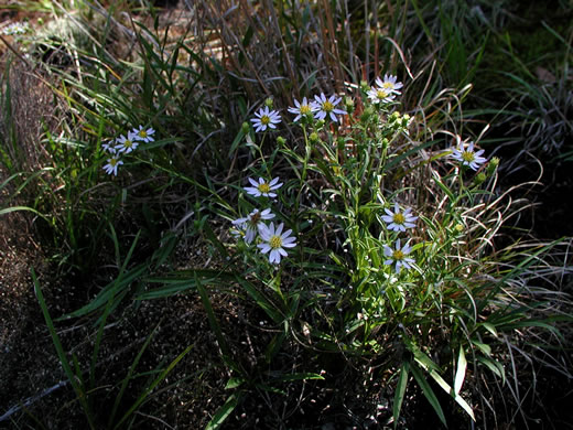 image of Eurybia avita, Alexander's Rock Aster