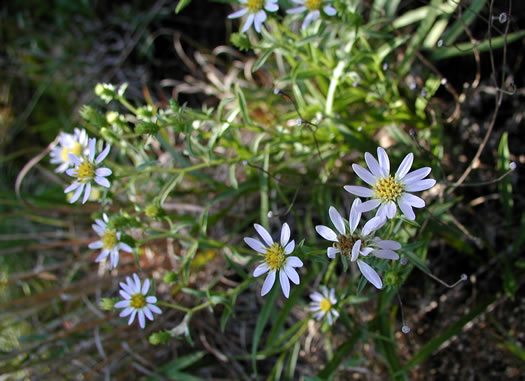 image of Eurybia avita, Alexander's Rock Aster