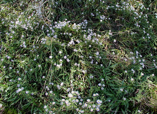 image of Eurybia avita, Alexander's Rock Aster