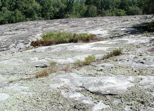 image of Eurybia avita, Alexander's Rock Aster