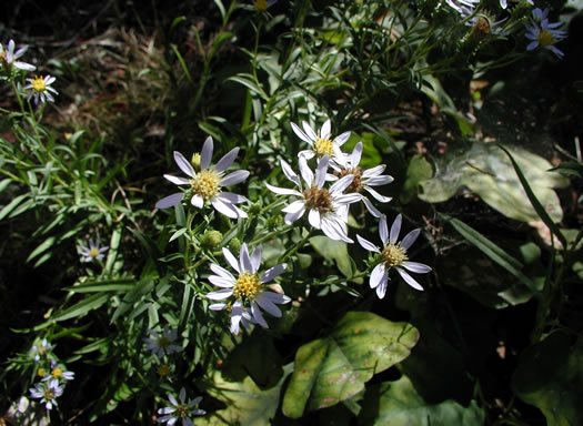 image of Eurybia avita, Alexander's Rock Aster