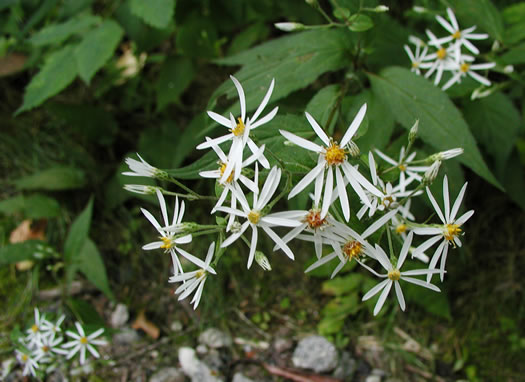 Eurybia chlorolepis, Blue Ridge White Heart-leaved Aster, Mountain Wood-aster